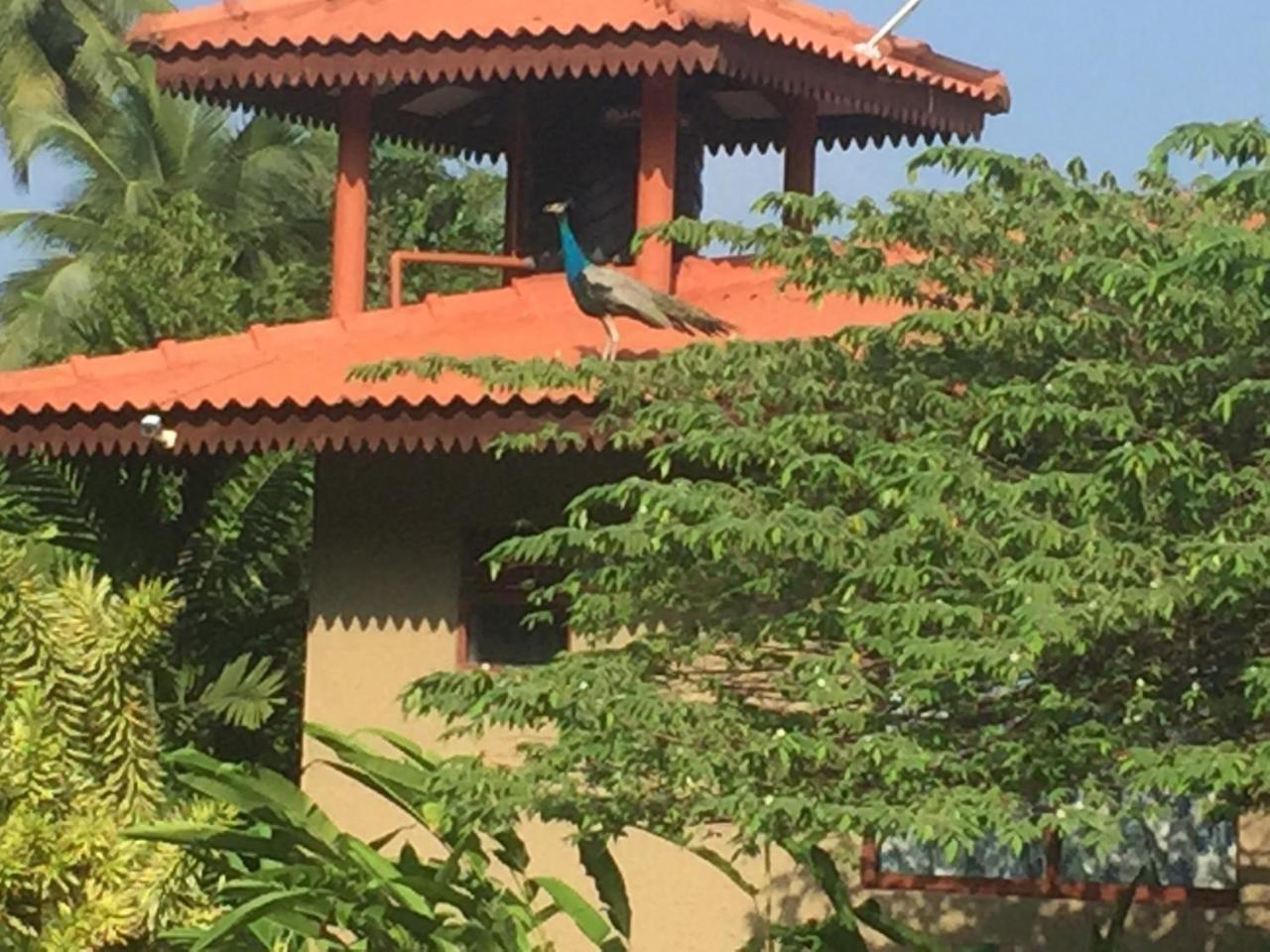 Mass Eco Cabana Yoga & Spa - Unawatuna Exterior photo